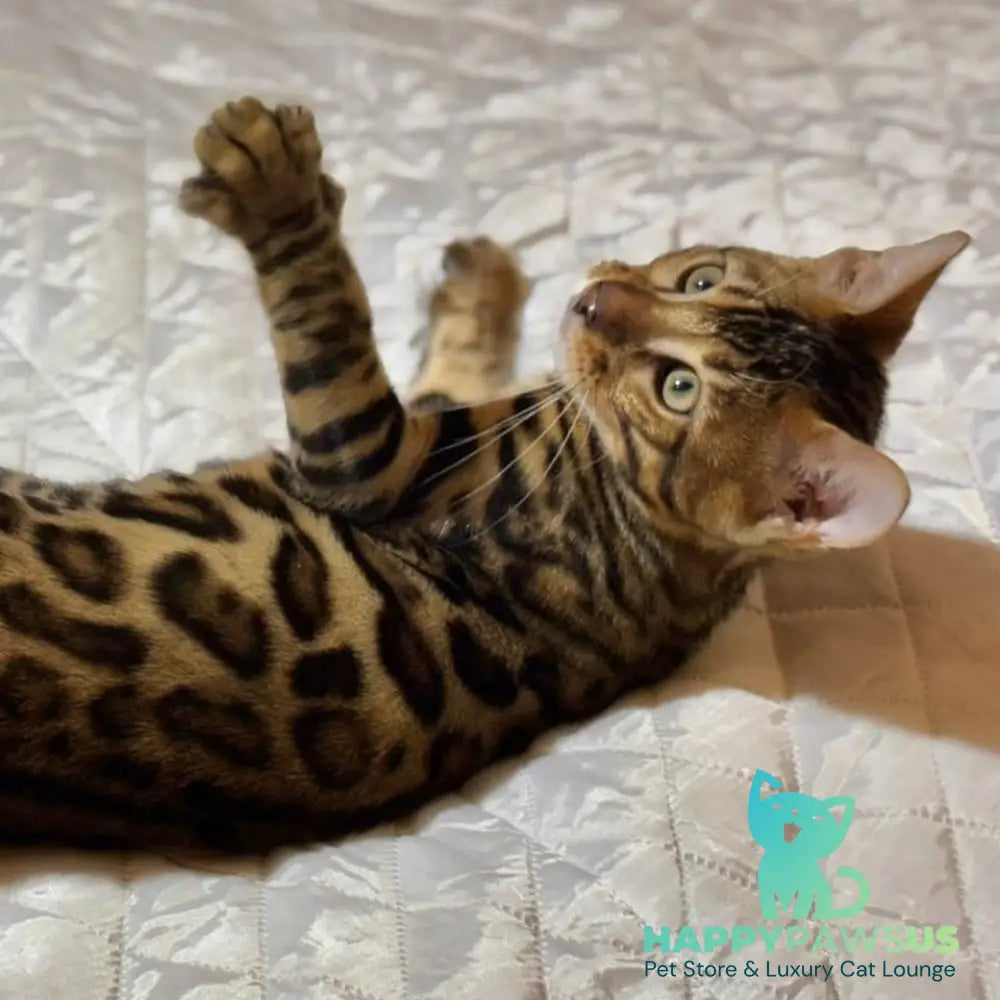 Kent Bengal male black spotted tabby - live animals
