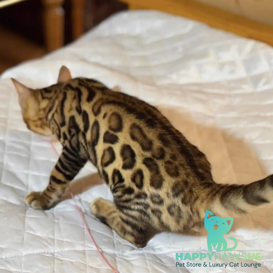 Kent Bengal male black spotted tabby - live animals