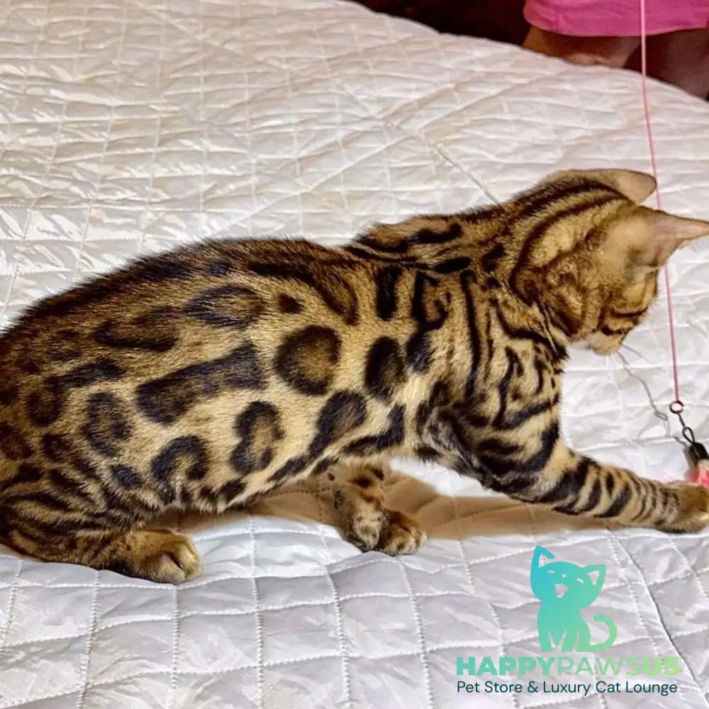 Kent Bengal male black spotted tabby - live animals