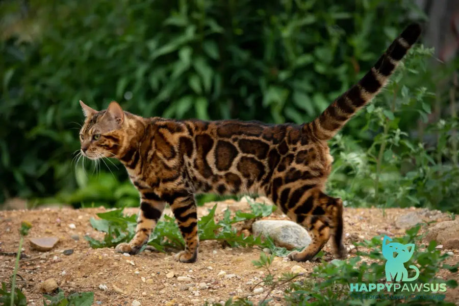 Kent Bengal male black spotted tabby - live animals