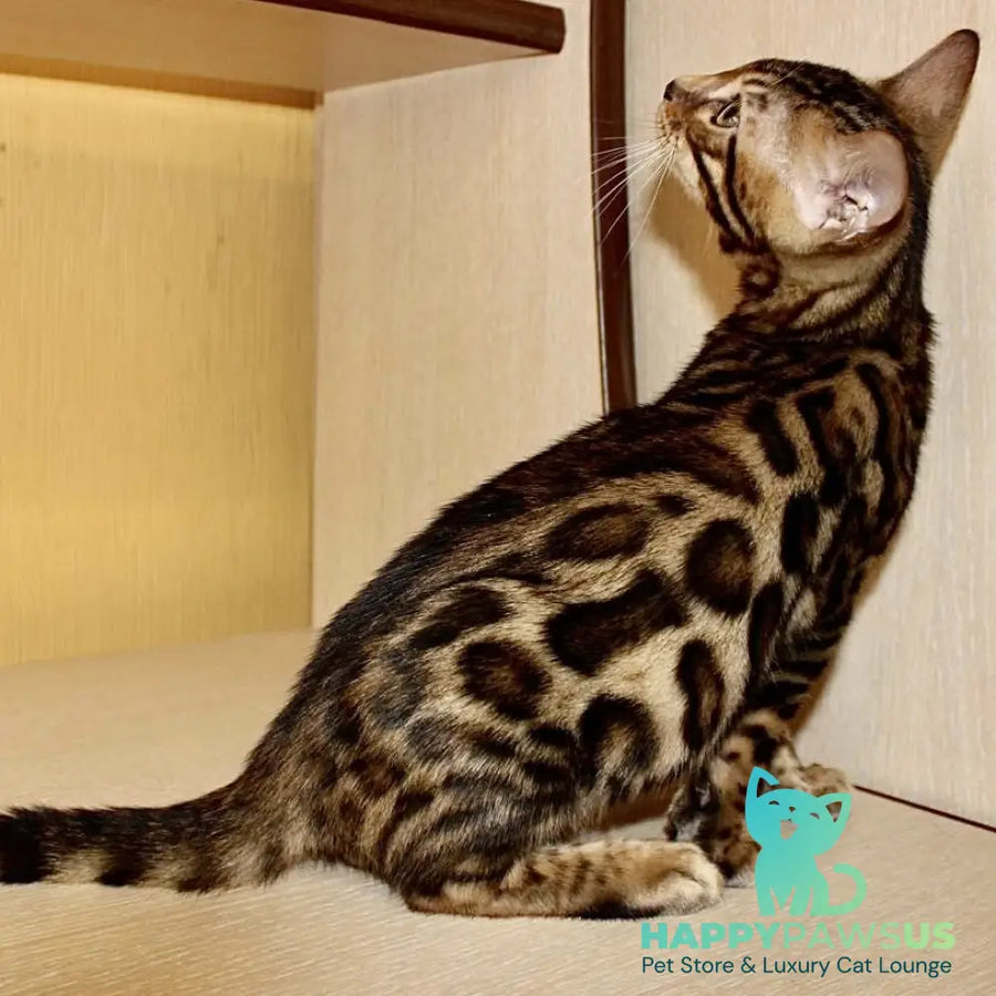 Kent Bengal male black spotted tabby - live animals