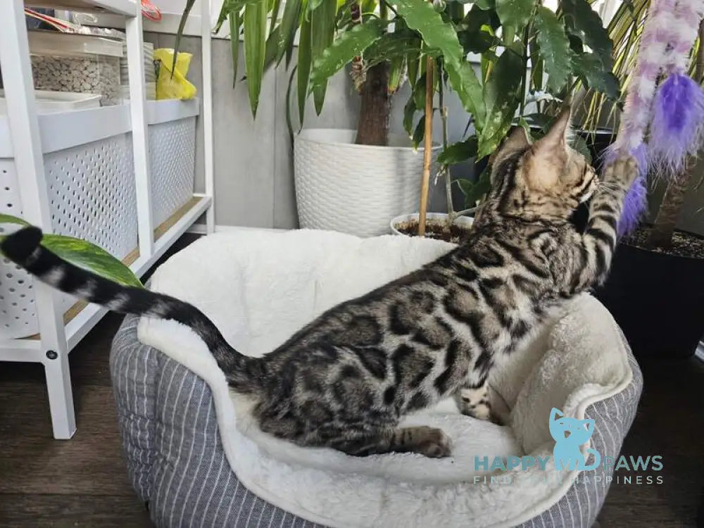 Kent Bengal male black spotted tabby live animals