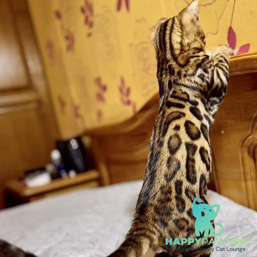 Kent Bengal male black spotted tabby - live animals