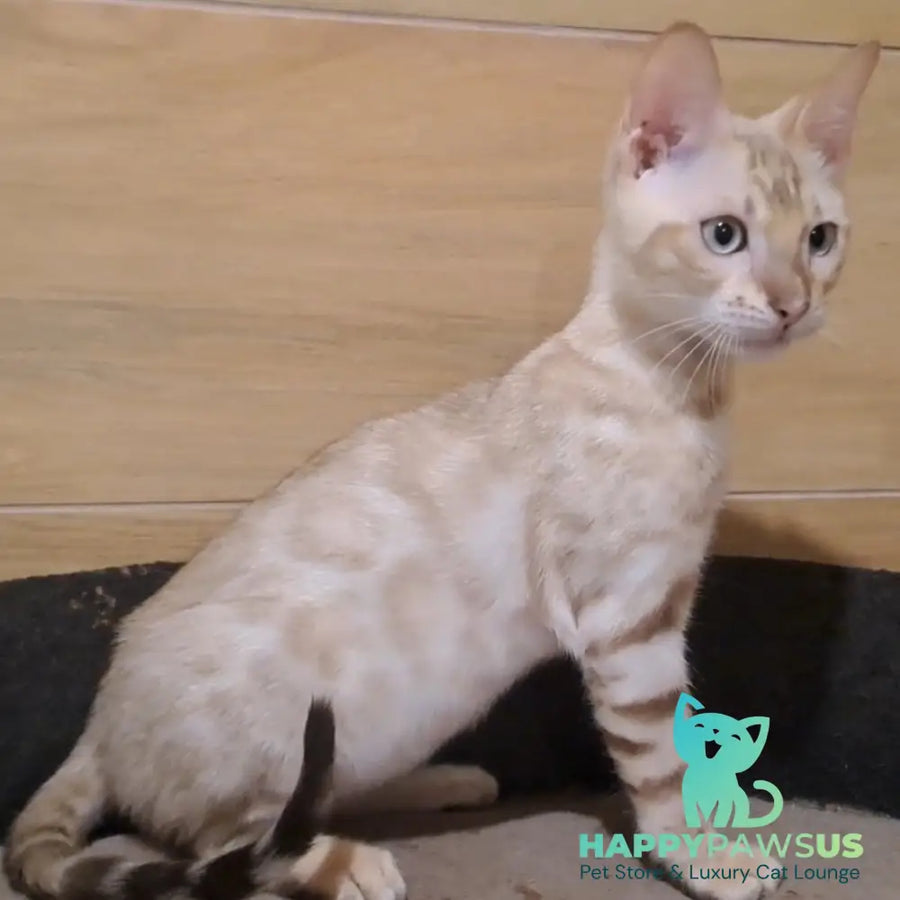 Kent Bengal male black spotted tabby pointed - live animals