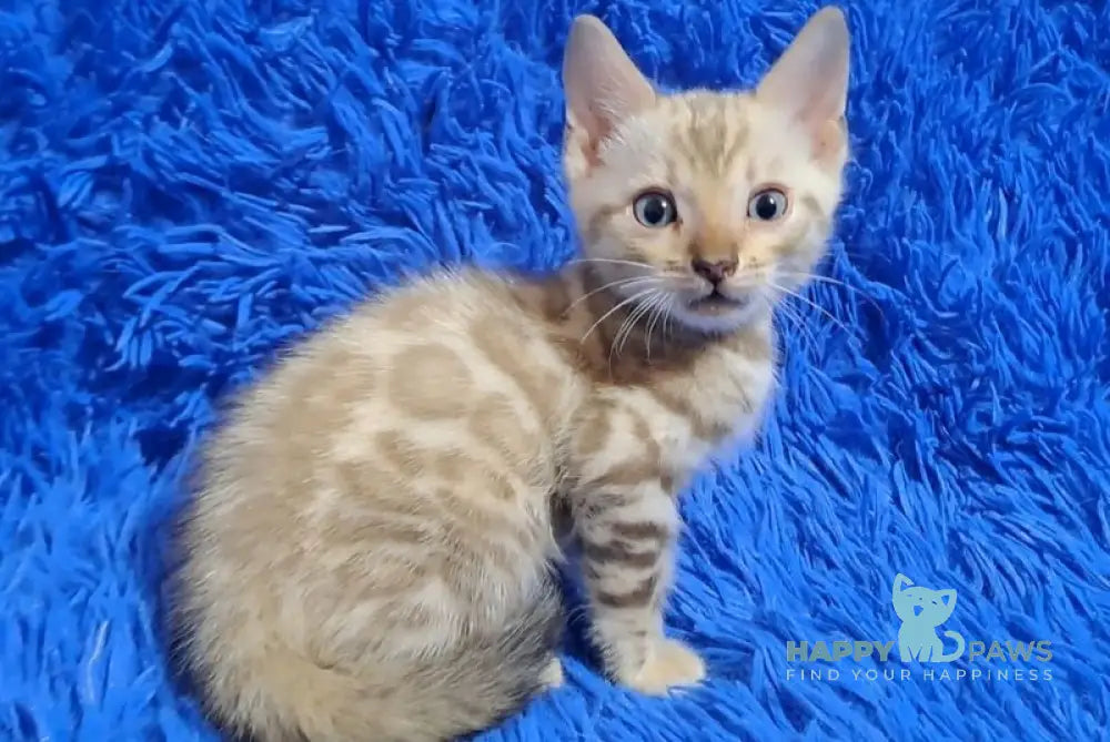 Kent Bengal male black spotted tabby pointed - live animals
