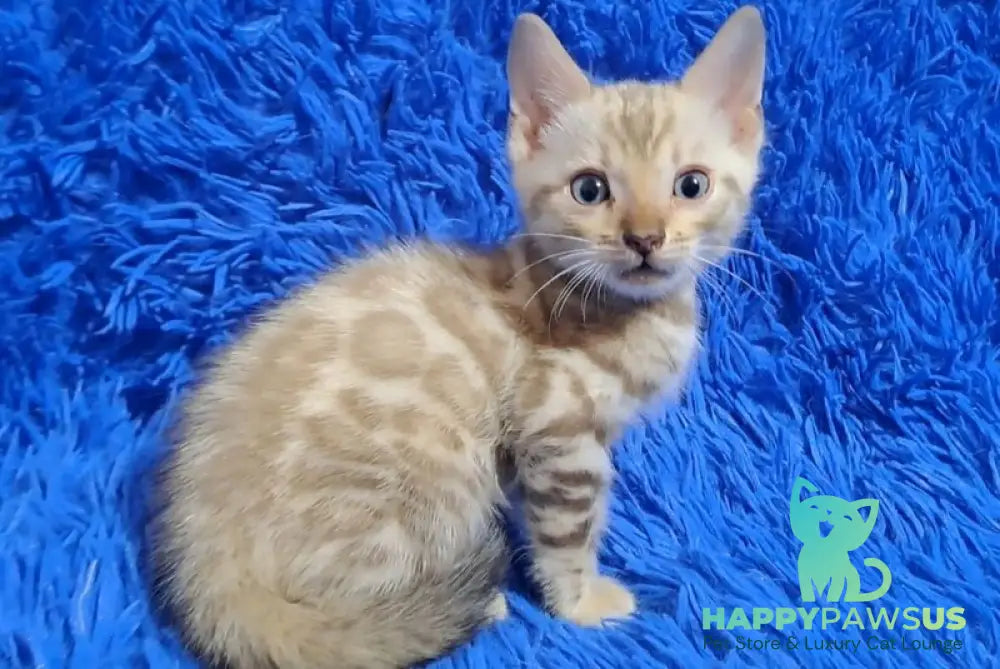 Kent Bengal male black spotted tabby pointed - live animals