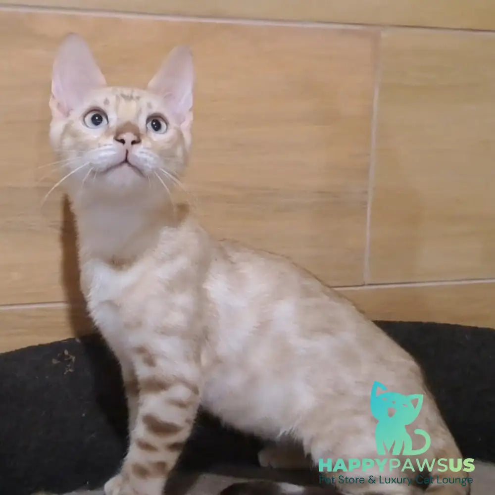 Kent Bengal male black spotted tabby pointed - live animals