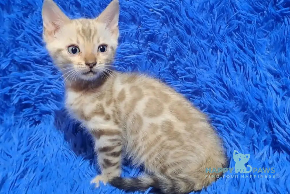 Kent Bengal male black spotted tabby pointed - live animals