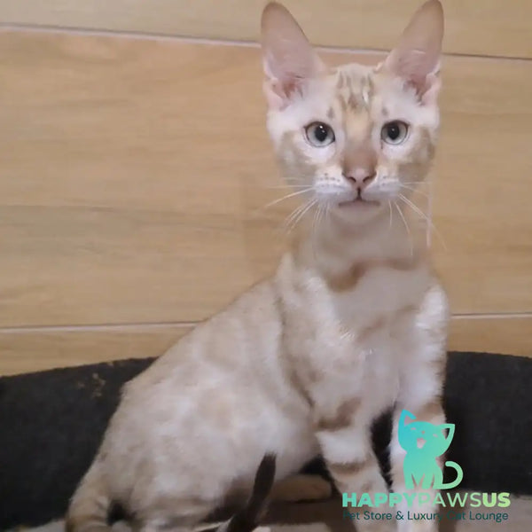 Kent Bengal male black spotted tabby pointed - live animals