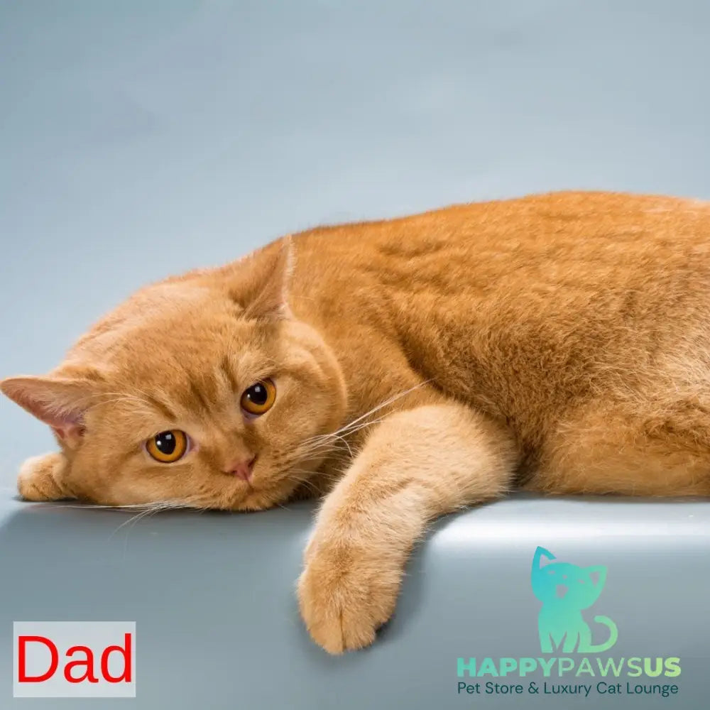 Kent British Shorthair male lilac - live animals