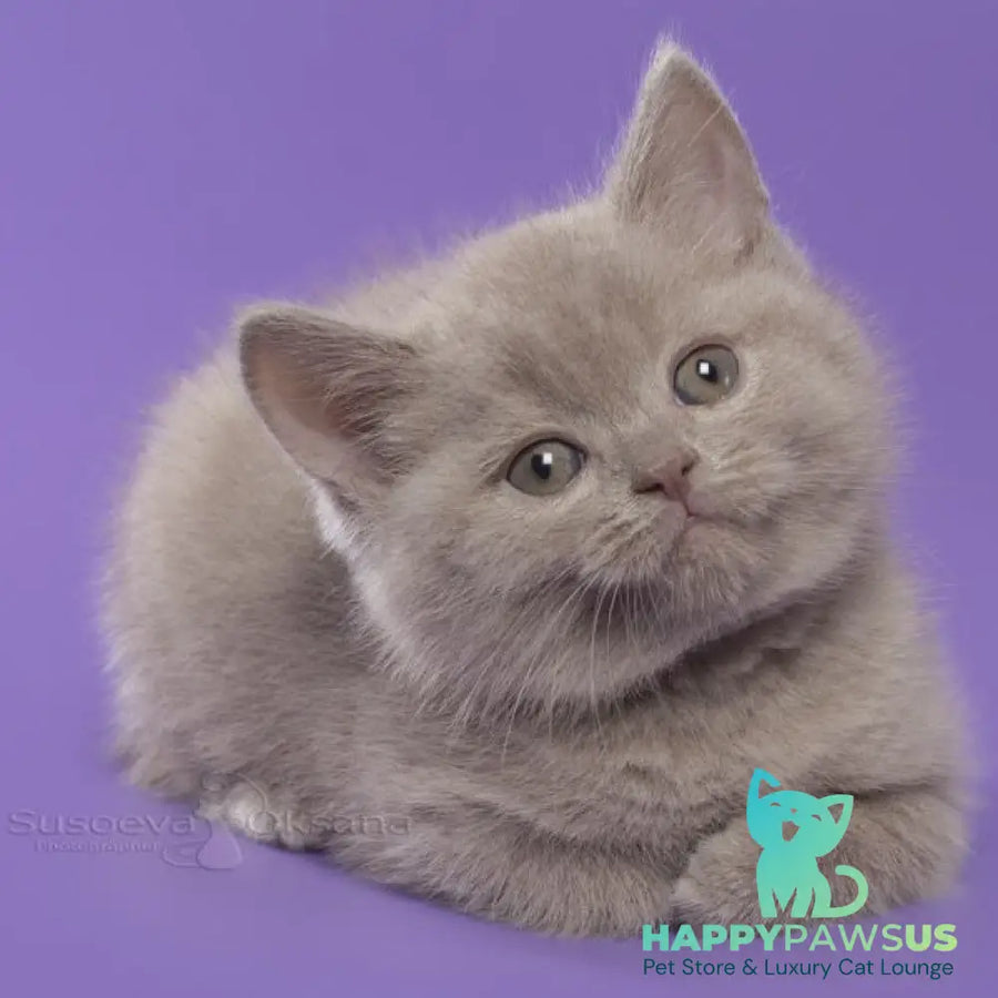 Kent British Shorthair male lilac - live animals