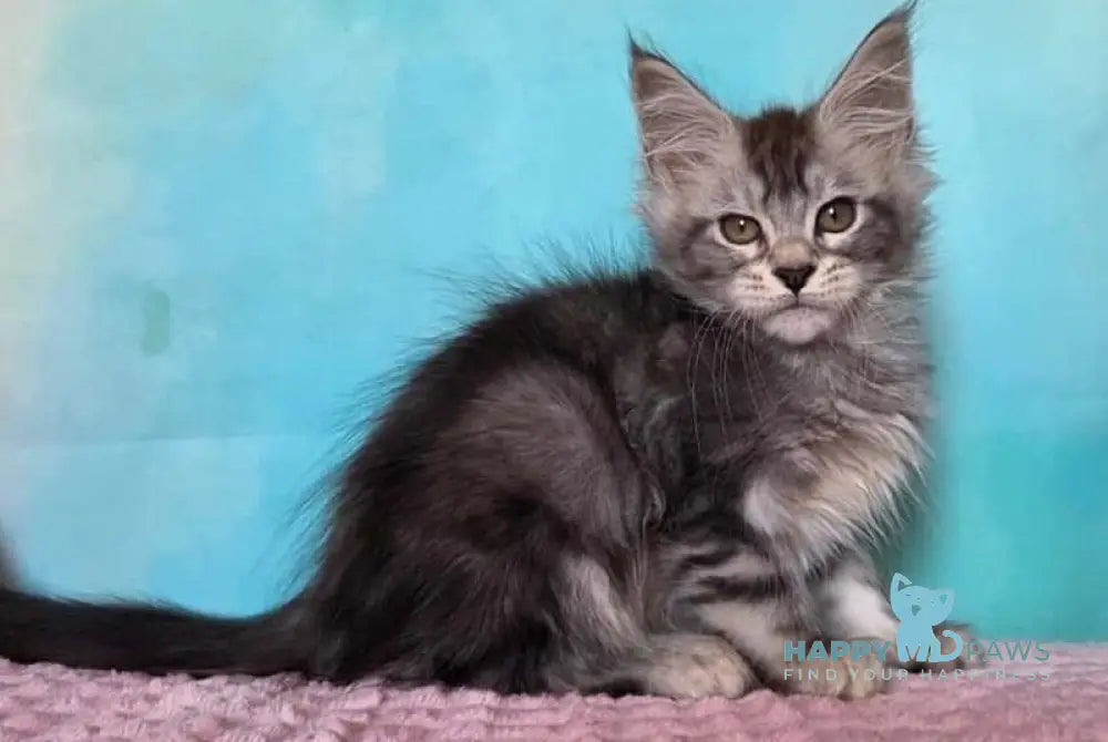 Kentia Maine Coon female black silver ticked tabby live animals