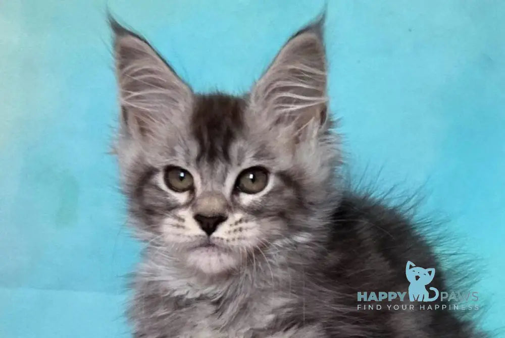 Kentia Maine Coon female black silver ticked tabby live animals