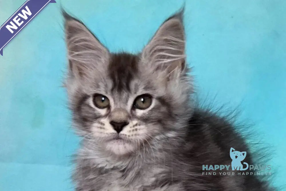 Kentia Maine Coon female black silver ticked tabby live animals