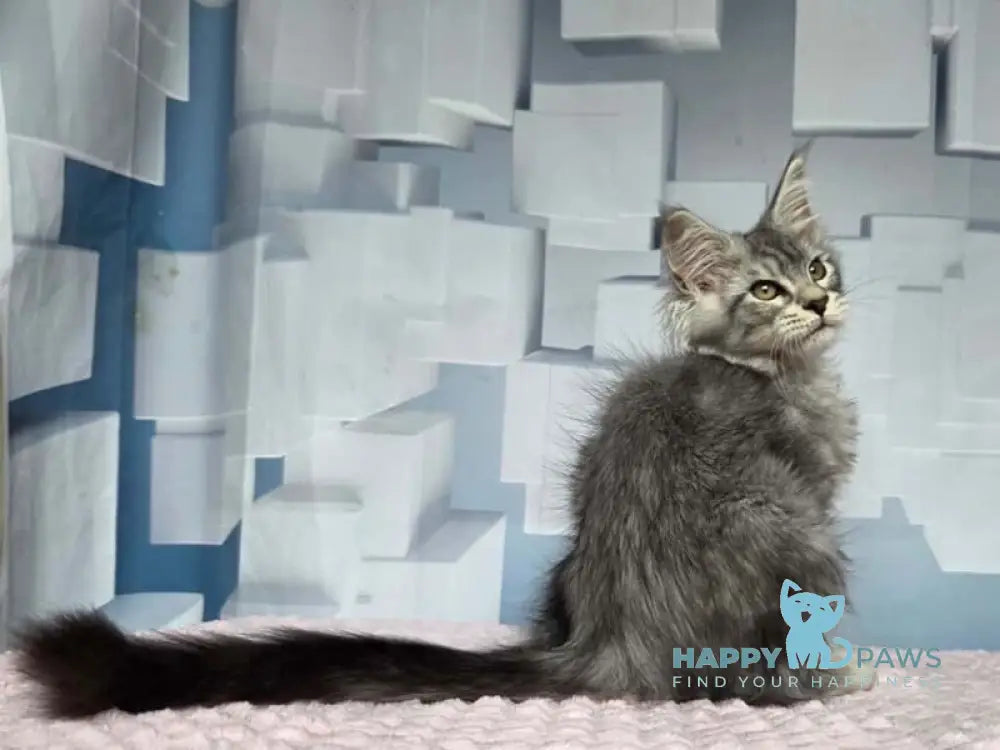 Kentia Maine Coon female black silver ticked tabby live animals