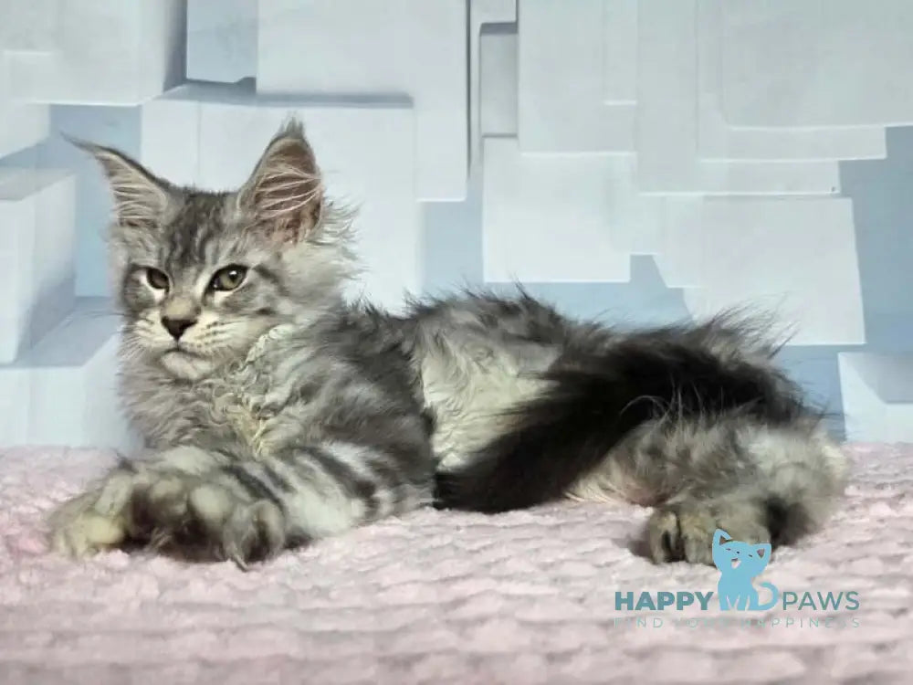 Kentia Maine Coon female black silver ticked tabby live animals