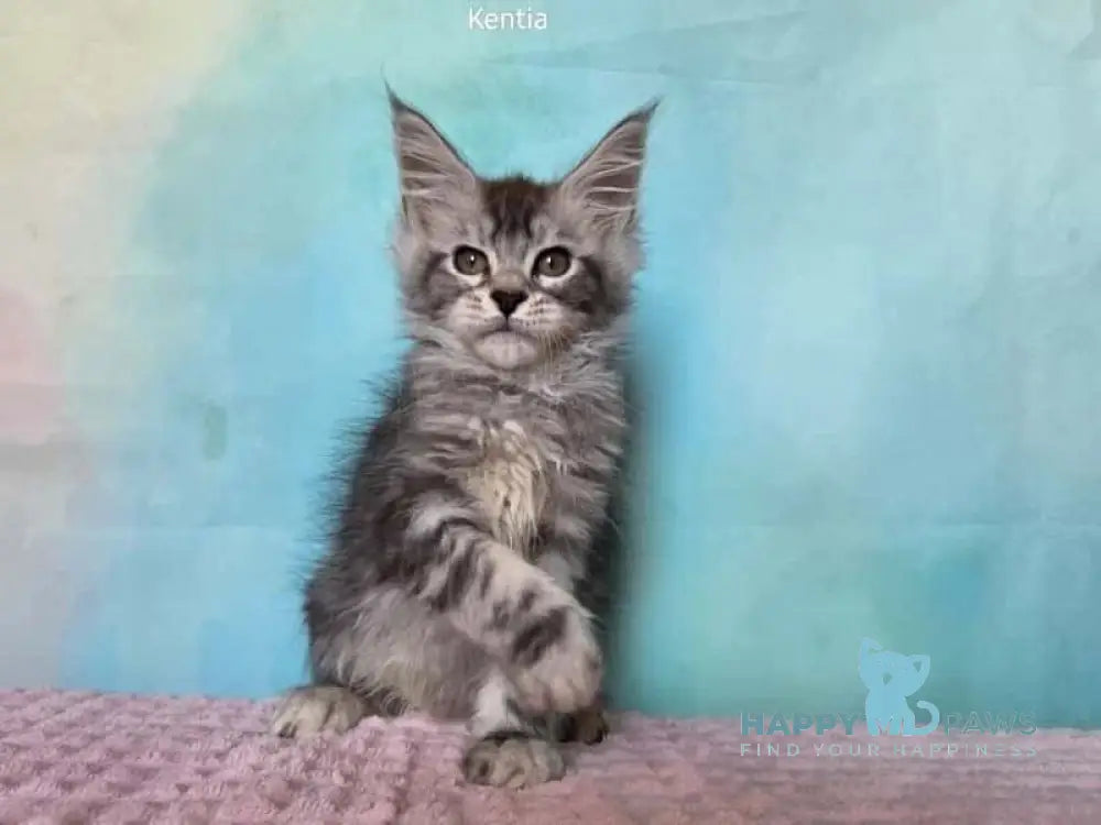 Kentia Maine Coon female black silver ticked tabby live animals