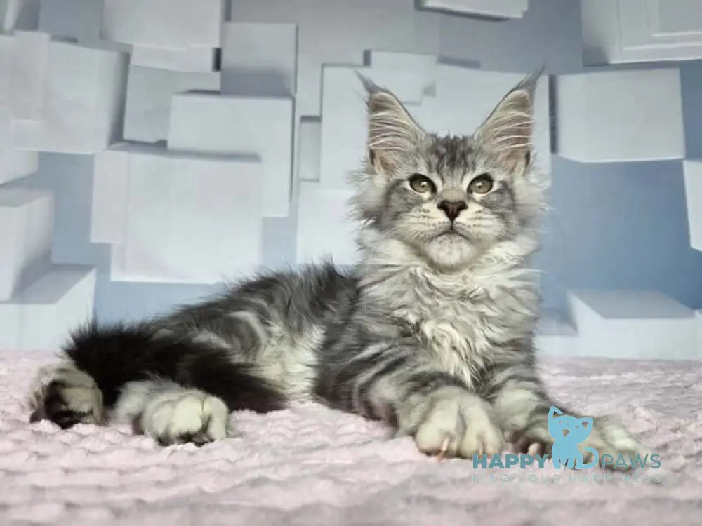 Kentia Maine Coon female black silver ticked tabby live animals