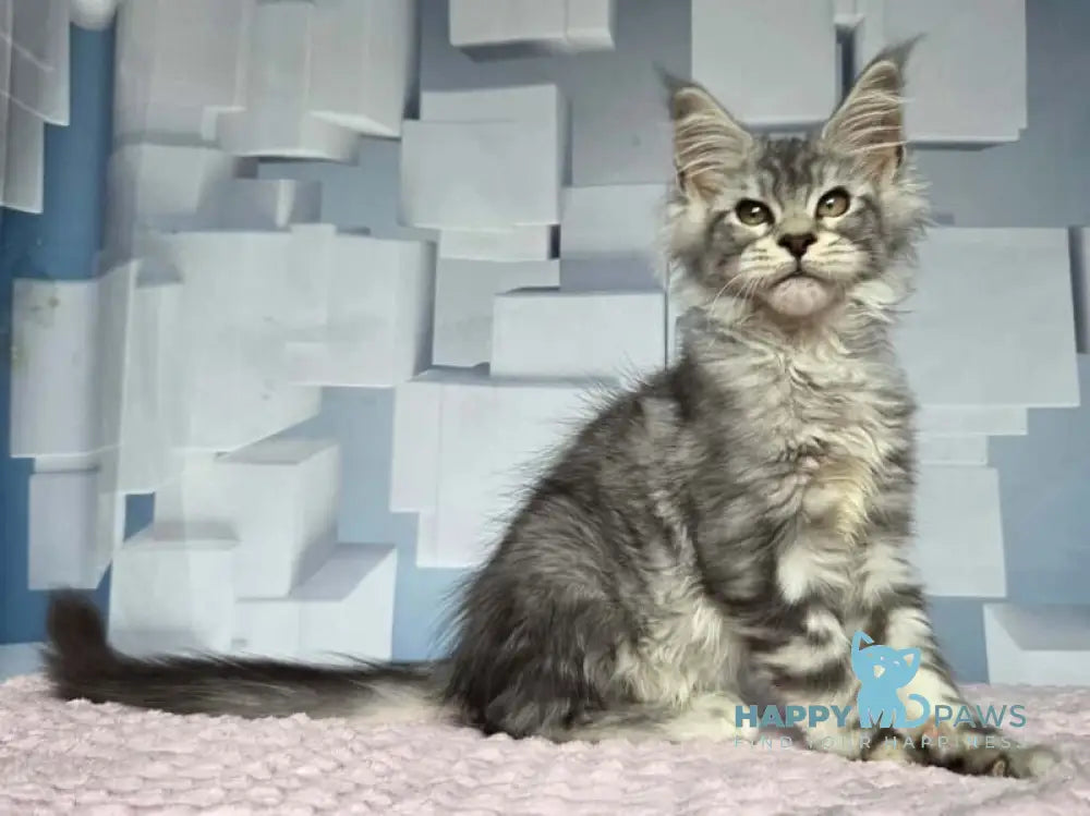 Kentia Maine Coon female black silver ticked tabby live animals