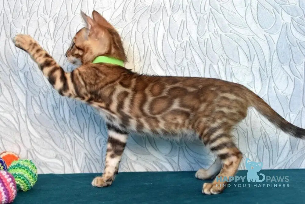 Kenzo Bengal male black spotted tabby live animals