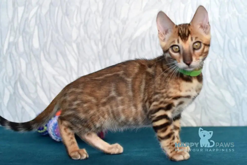 Kenzo Bengal male black spotted tabby live animals