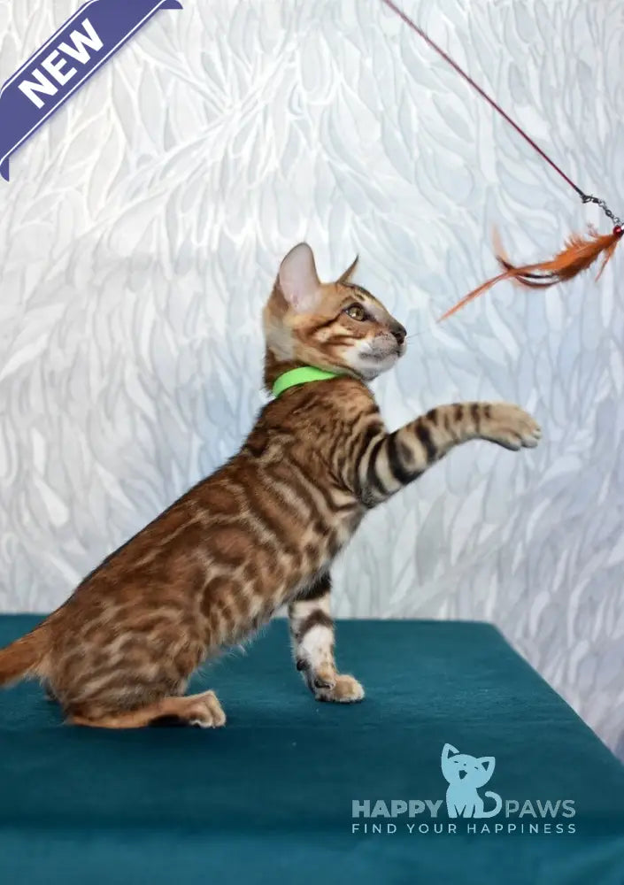 Kenzo Bengal male black spotted tabby live animals