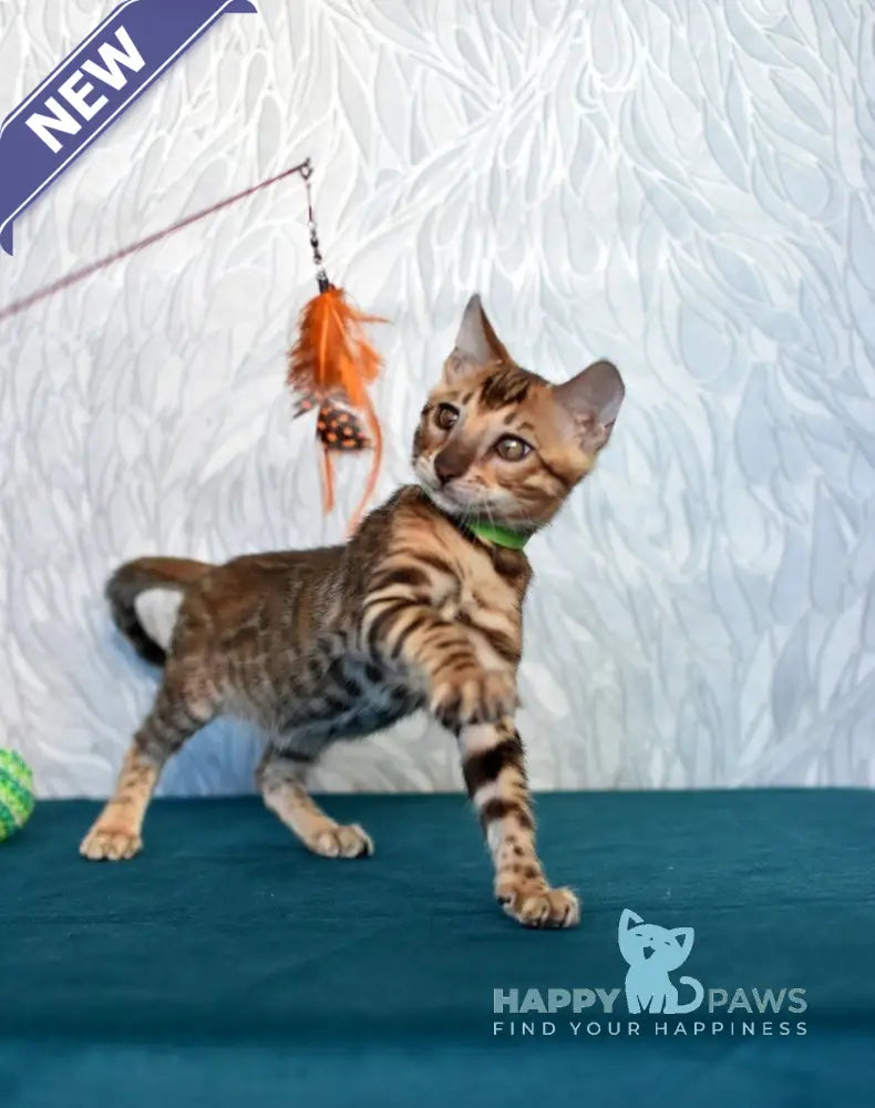 Kenzo Bengal male black spotted tabby live animals