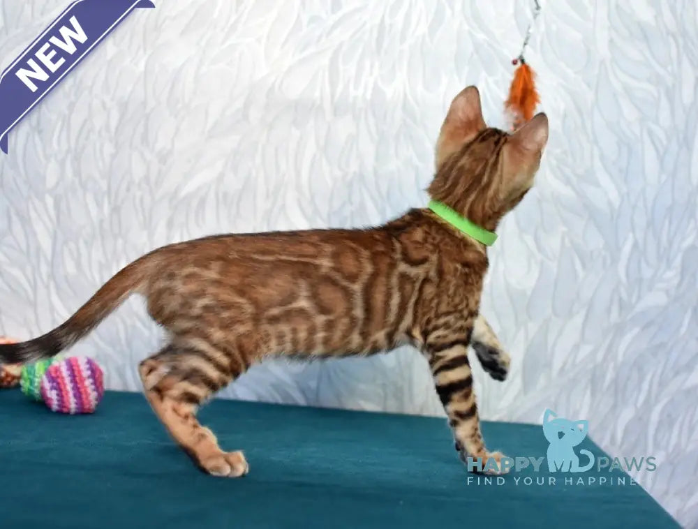 Kenzo Bengal male black spotted tabby live animals