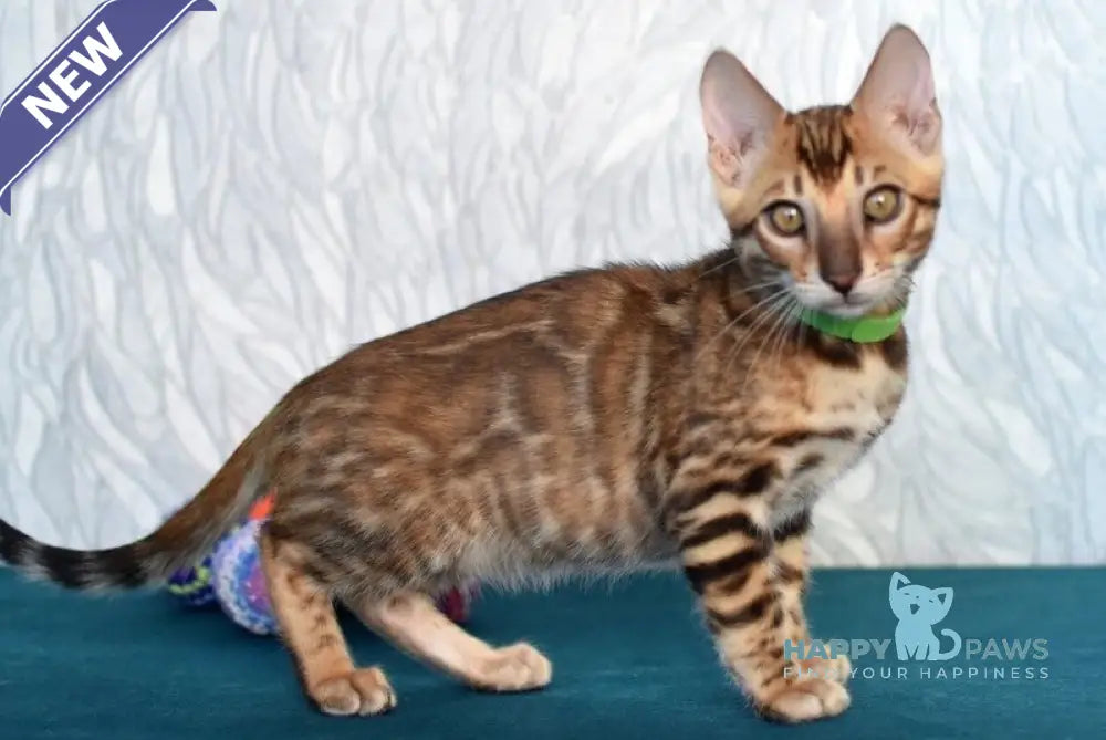 Kenzo Bengal male black spotted tabby live animals