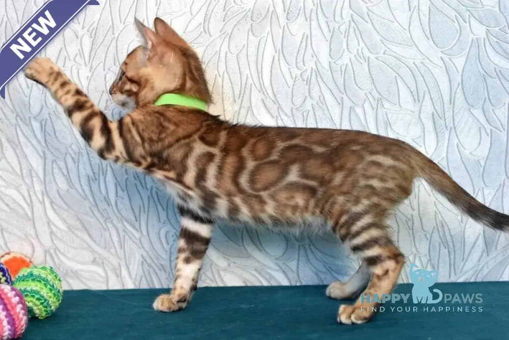 Kenzo Bengal male black spotted tabby live animals