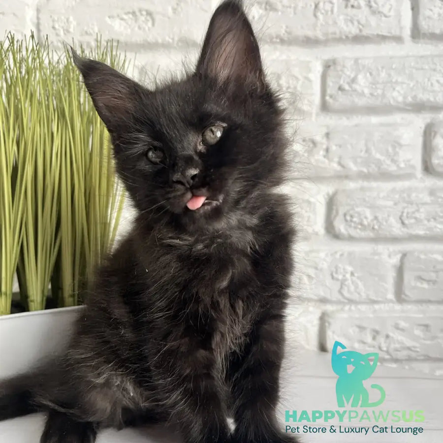 Kenzo Maine Coon male black - live animals
