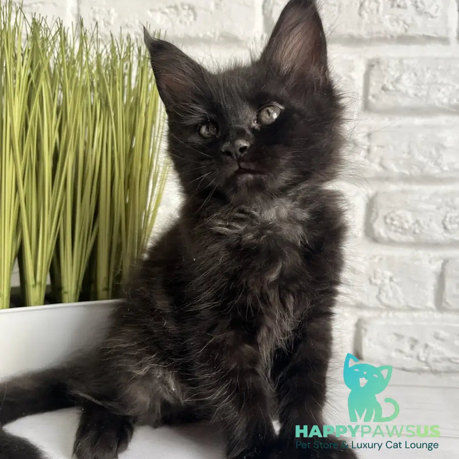 Kenzo Maine Coon male black - live animals