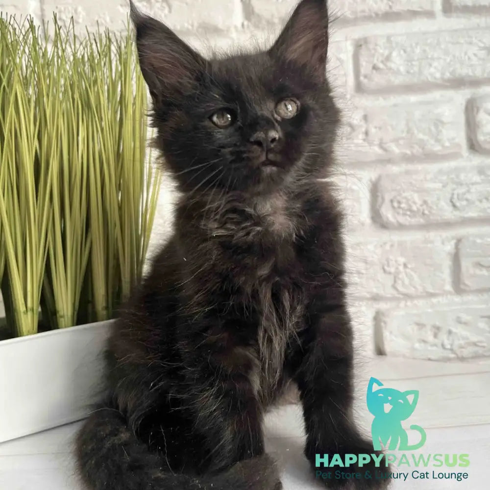 Kenzo Maine Coon male black - live animals