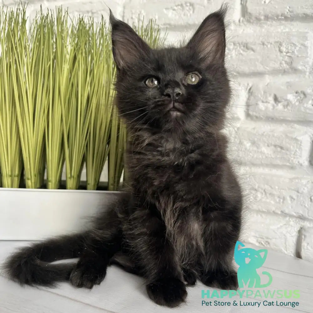 Kenzo Maine Coon male black - live animals