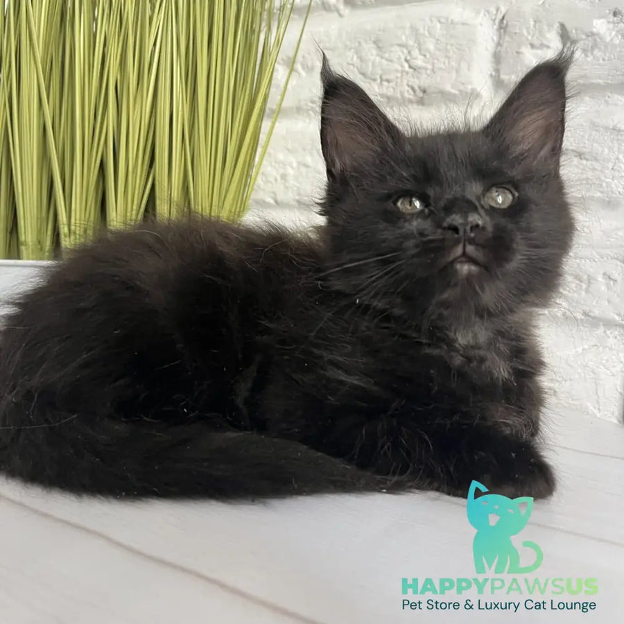 Kenzo Maine Coon male black - live animals