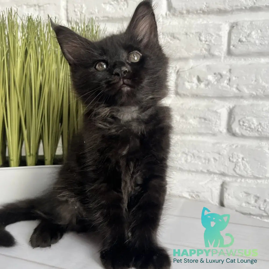 Kenzo Maine Coon male black - live animals