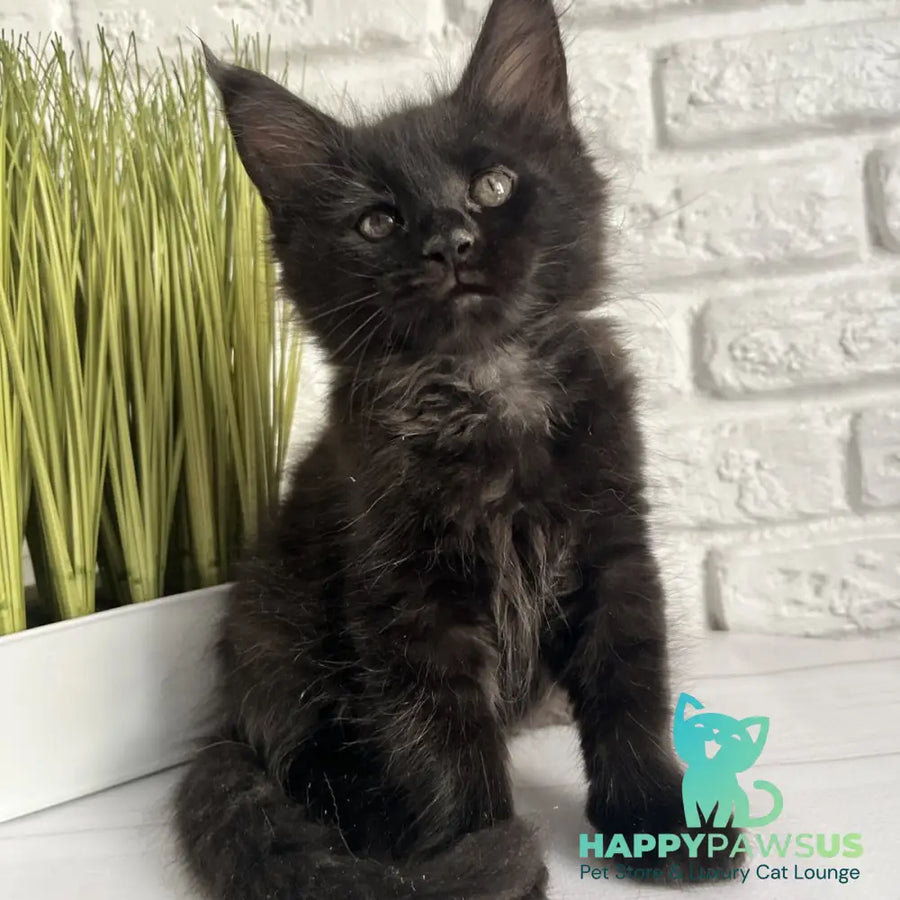 Kenzo Maine Coon male black - live animals