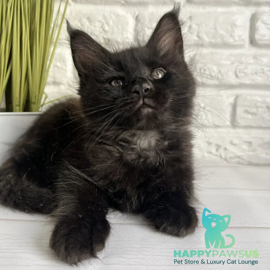 Kenzo Maine Coon male black - live animals