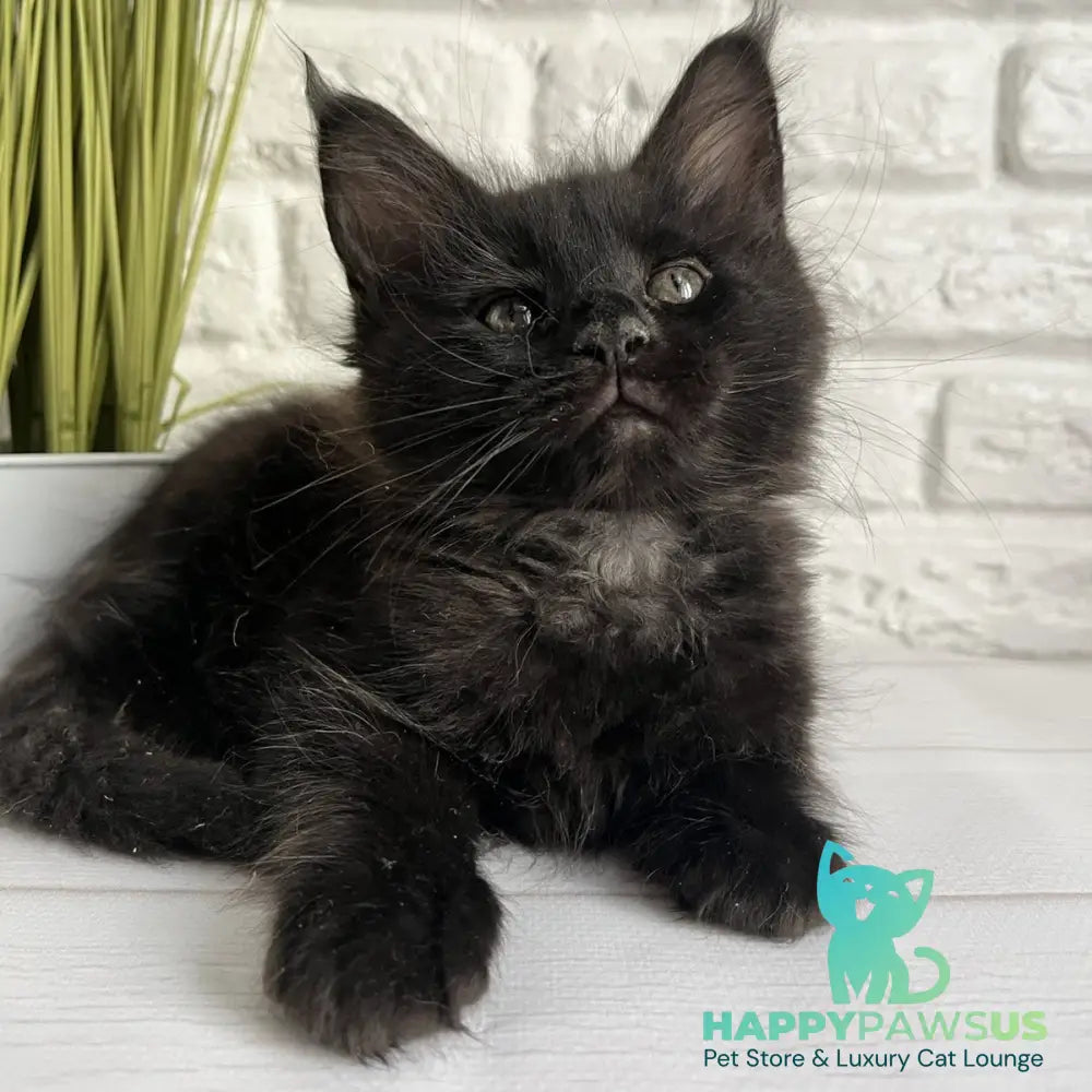 Kenzo Maine Coon male black - live animals