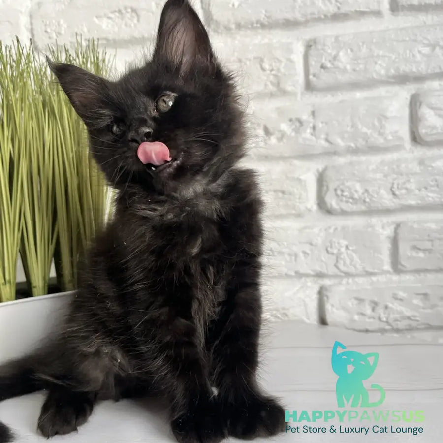 Kenzo Maine Coon male black - live animals
