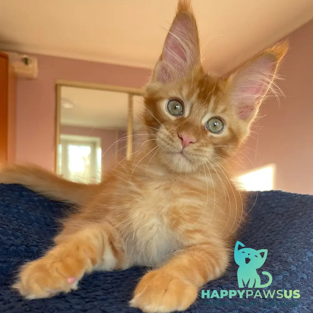 Kenzo Maine Coon male red - live animals