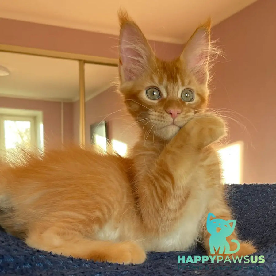 Kenzo Maine Coon male red - live animals