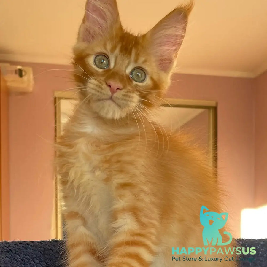 Kenzo Maine Coon male red - live animals
