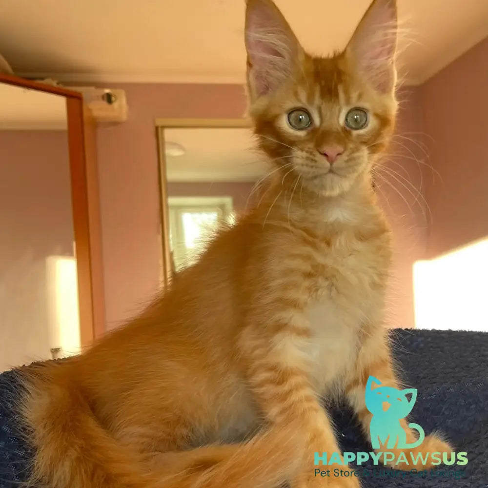 Kenzo Maine Coon male red - live animals