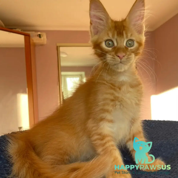 Kenzo Maine Coon male red - live animals