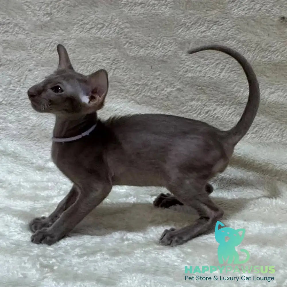 Kenzo Oriental Shorthair male lilac - live animals