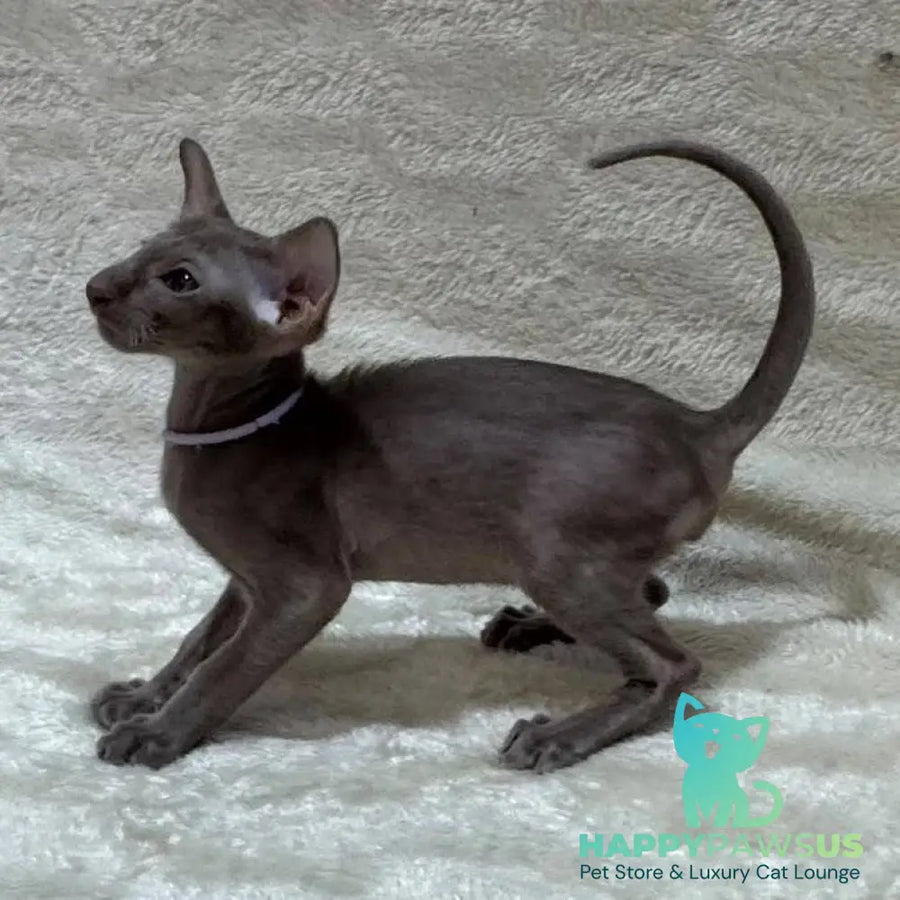 Kenzo Oriental Shorthair male lilac - live animals