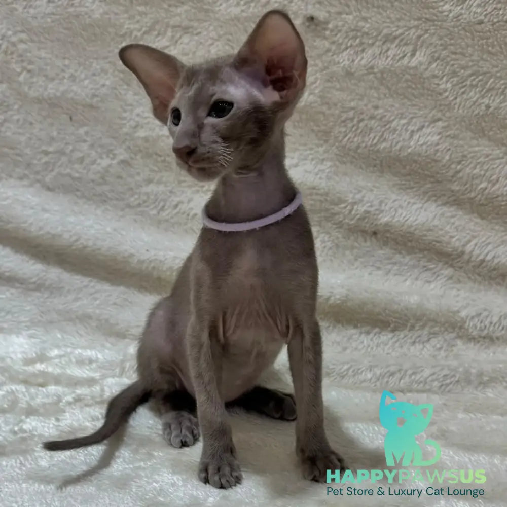 Kenzo Oriental Shorthair male lilac - live animals
