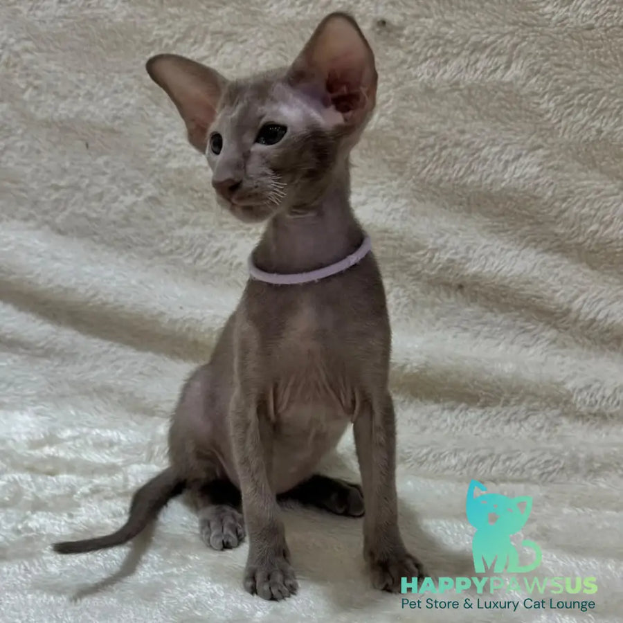 Kenzo Oriental Shorthair male lilac - live animals