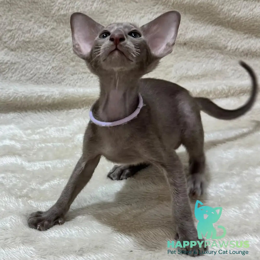 Kenzo Oriental Shorthair male lilac - live animals